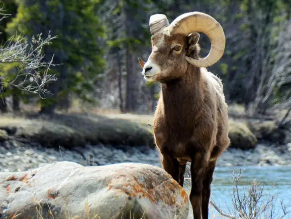 Inspiration Canada Jasper Bjergged (1)