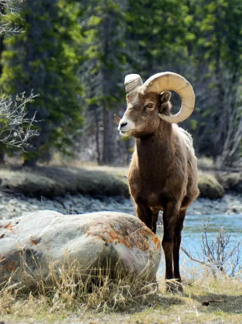 Tykhornsfår i Jasper National Park