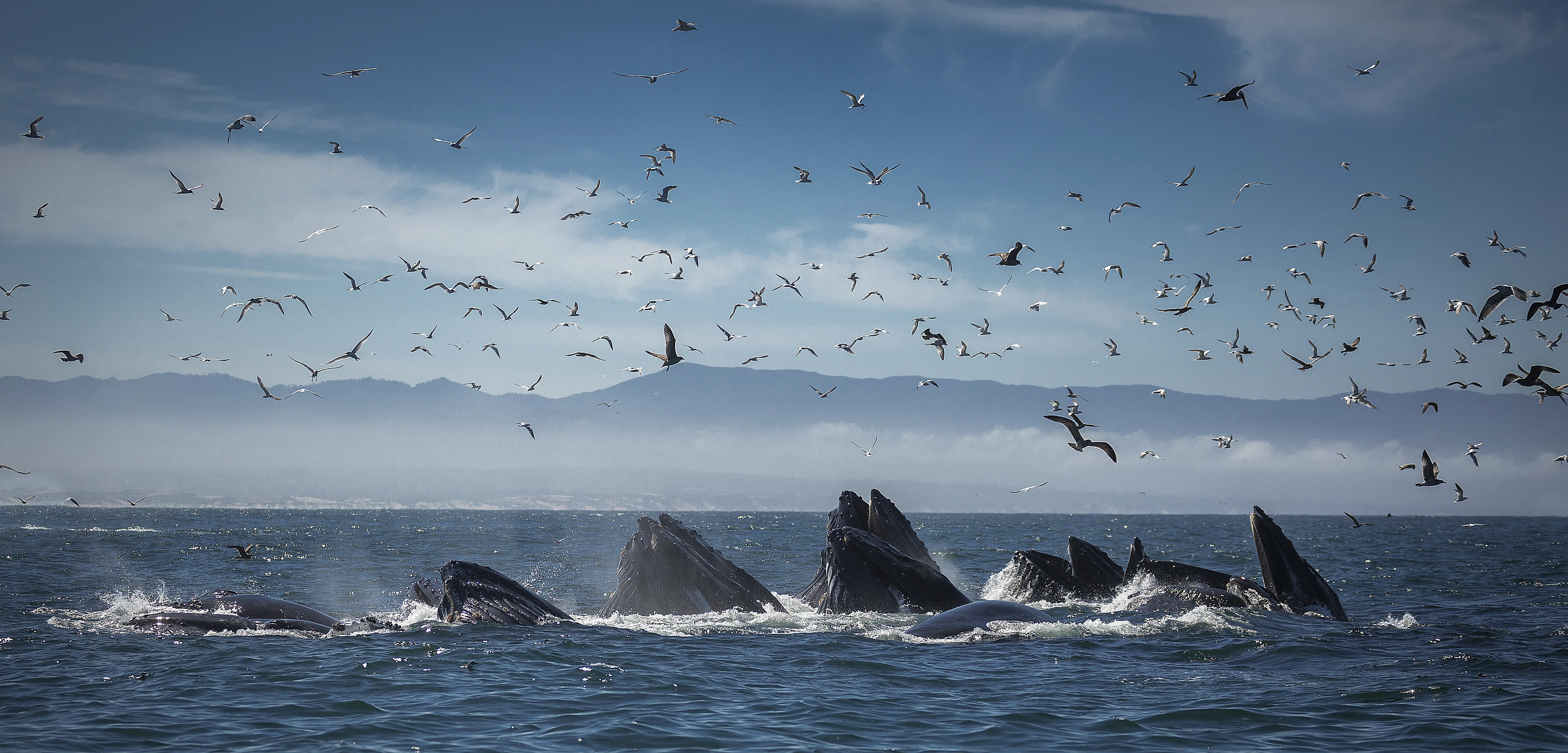 Monterey hvalsafari Californien USA
