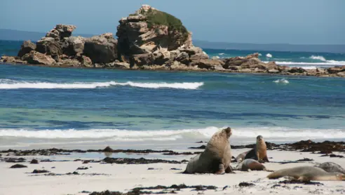 Australien Kangaroo Island Adelaide Sea Lion