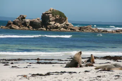 Australien Kangaroo Island Adelaide Sea Lion