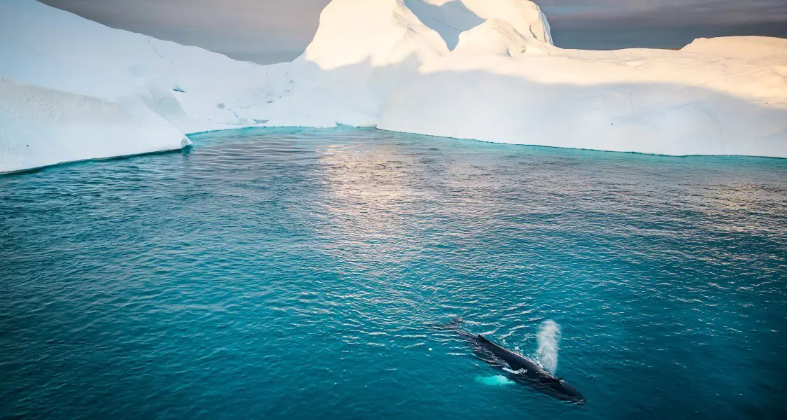 Hif Icefiord 4