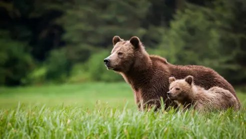 Canada British Columbia Knight Inlet Lodge