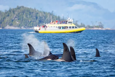 Killer Whale Watching Vancouver Island