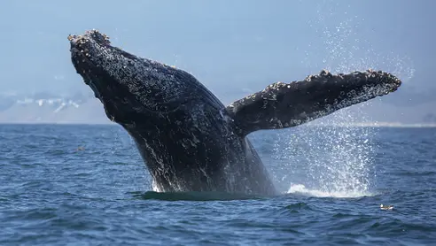 Monterey hvalsafari Californien USA