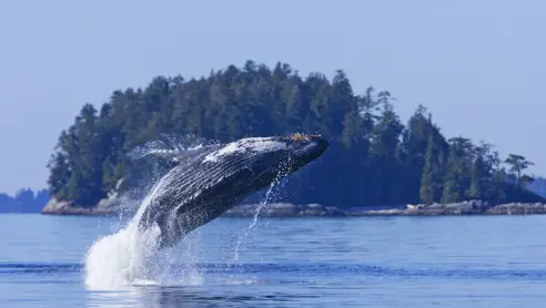 Canada Tofino Hvalsafari