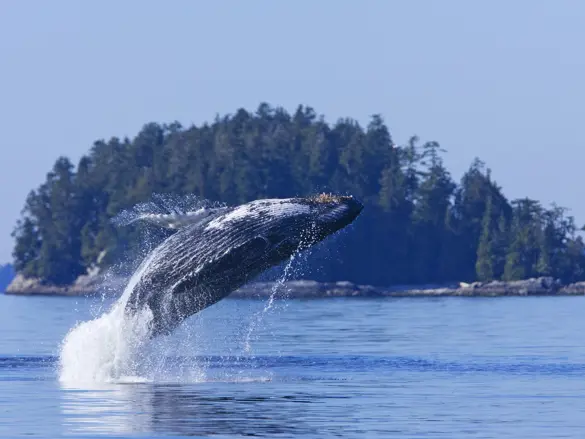 Canada Tofino Hvalsafari