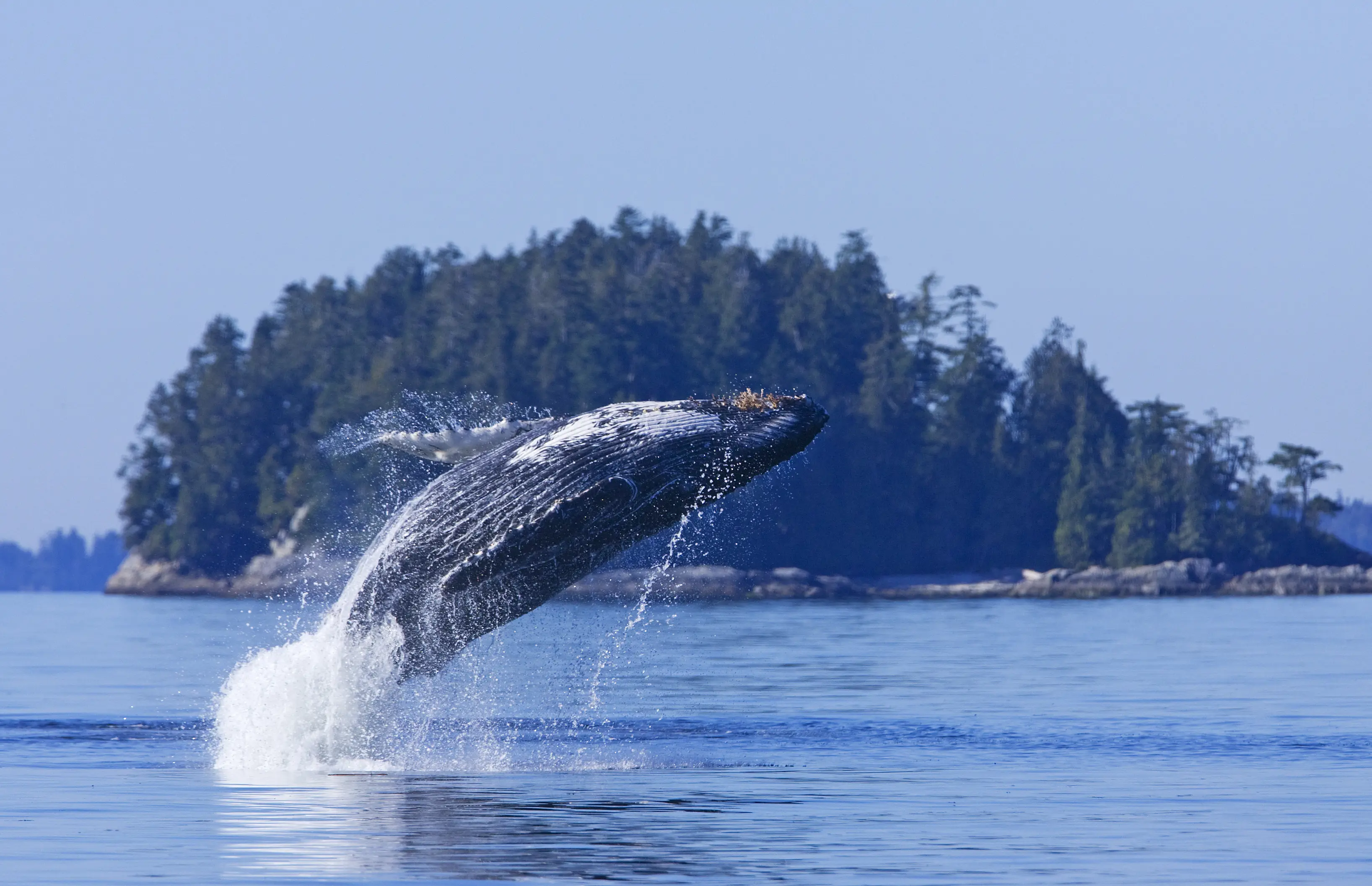 Canada Tofino Hvalsafari