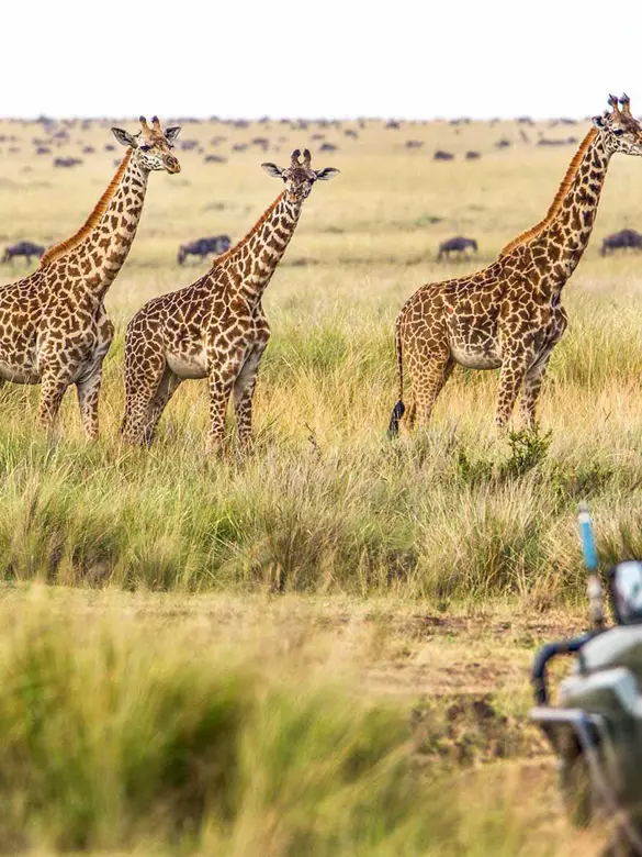 Safari_kenyas_overdådige_dyreliv.jpg