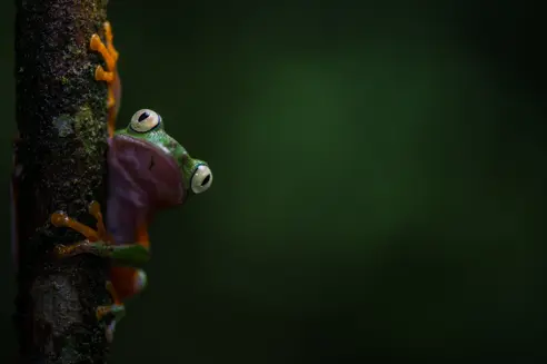 Frø på træ i junglen i Bigai