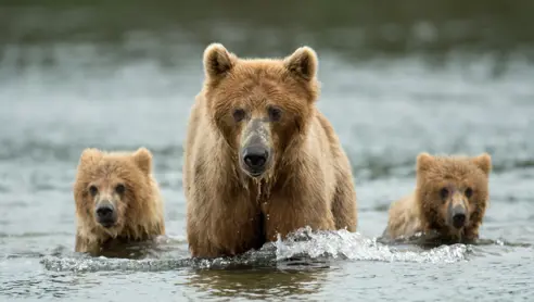 Bjørne ved Brooks Falls i Katmai National Park Alaska USA