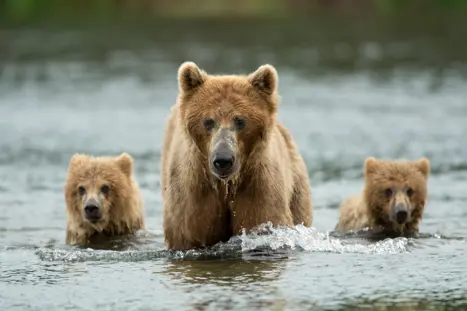 Bjørne ved Brooks Falls i Katmai National Park Alaska USA
