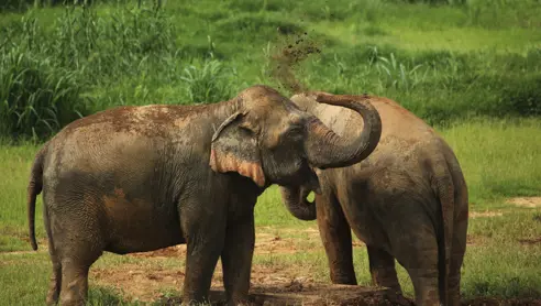 Elephant Hills Luxury Tented Camp Khao Sok National Park