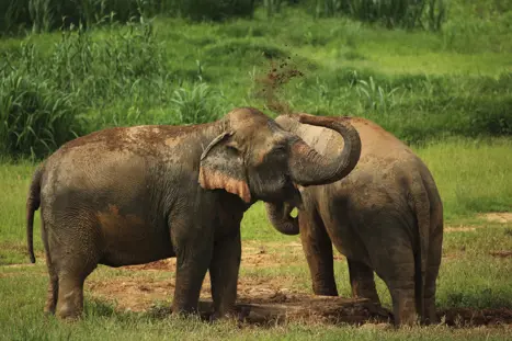 Elephant Hills Luxury Tented Camp Khao Sok National Park