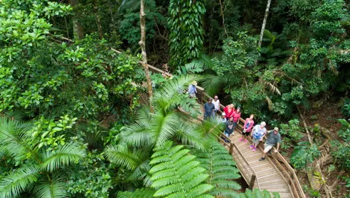 Billy Tea Cape tribulation