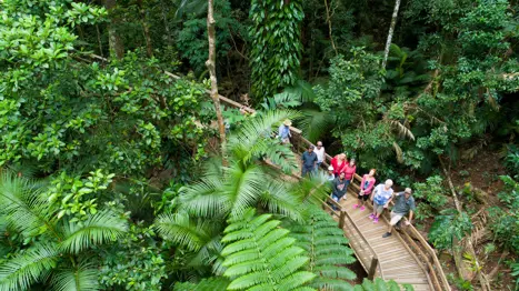 Billy Tea Cape tribulation
