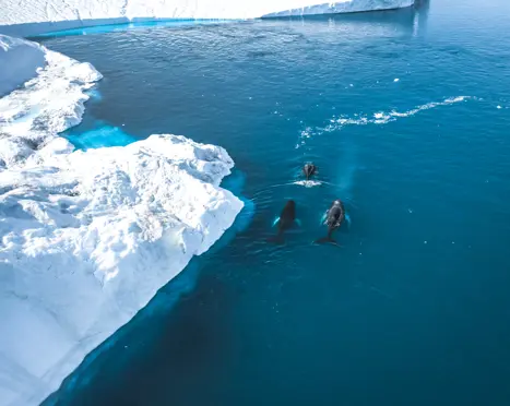 Ilulissat Hvaler