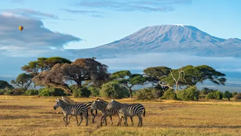 Amboseli National Park Zebra Kenya