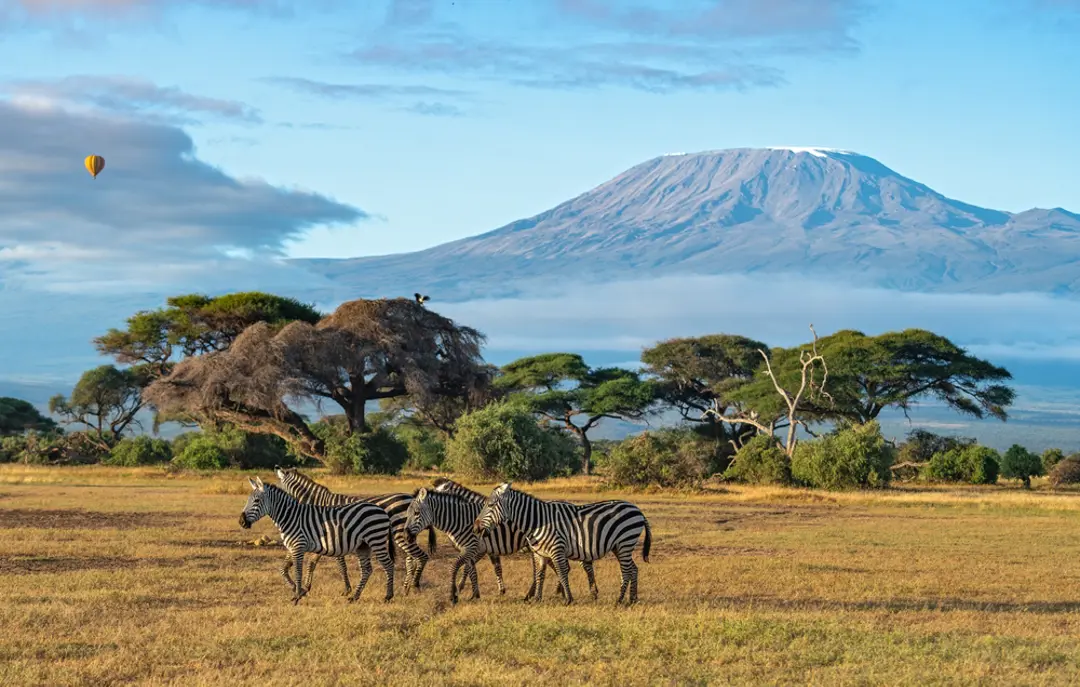 Amboseli National Park Zebra Kenya