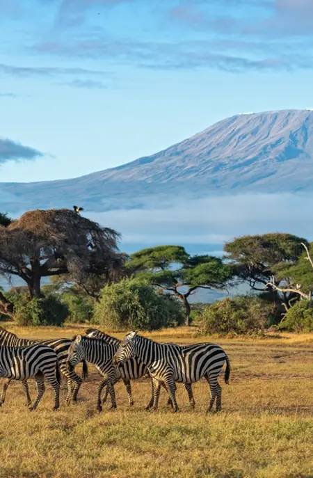 Amboseli National Park Zebra Kenya