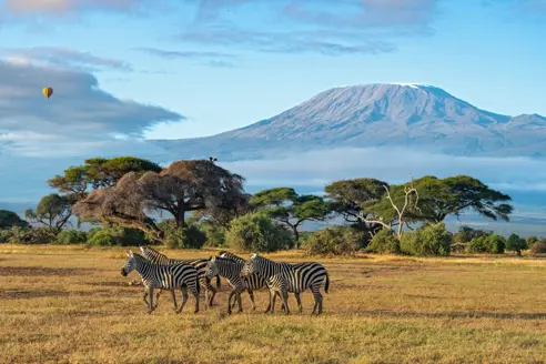 Amboseli National Park Zebra Kenya