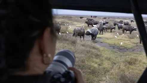 En masse bøfler i Tanzania