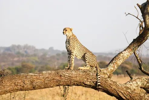tanzania