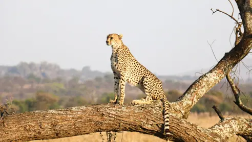 tanzania