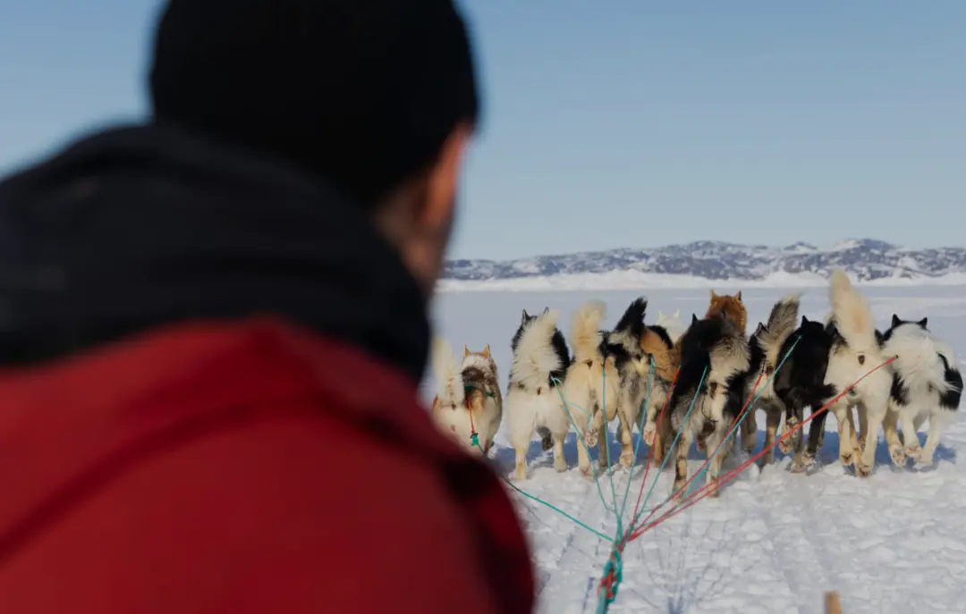 Hundeslæde