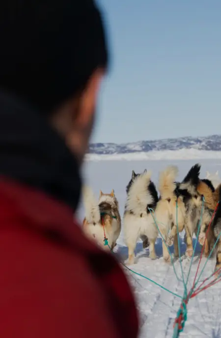 Hundeslæde