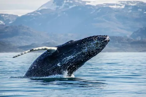 Whales1