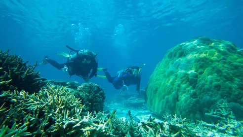 Australien  Diving