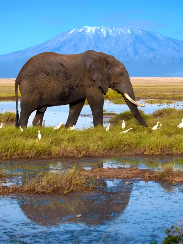 Amboseli Elefant 178798271(1).jpg