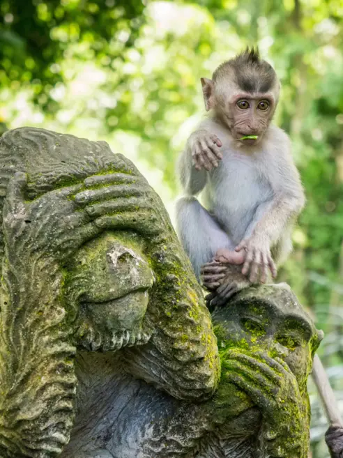 Ubud Monkey Forest (6)