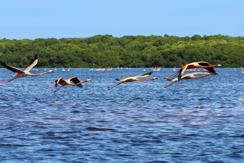 Celestun Biosphere Reserve (2)