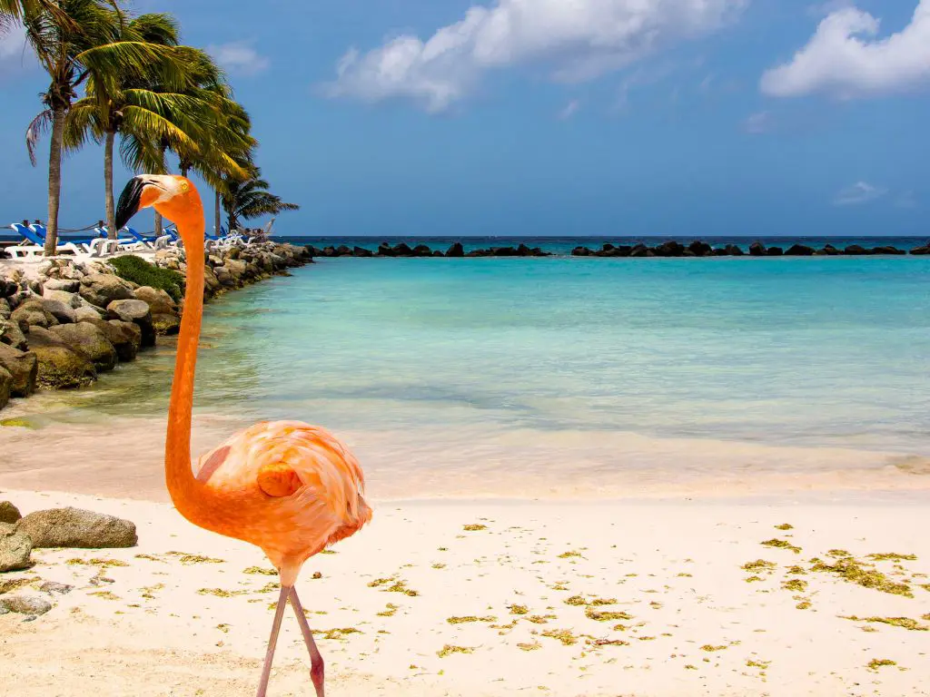 Aruba (2)