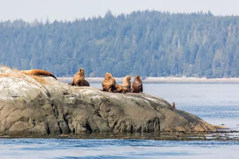 Canada Vancouver Island sæler
