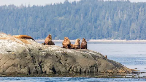 Canada Vancouver Island sæler