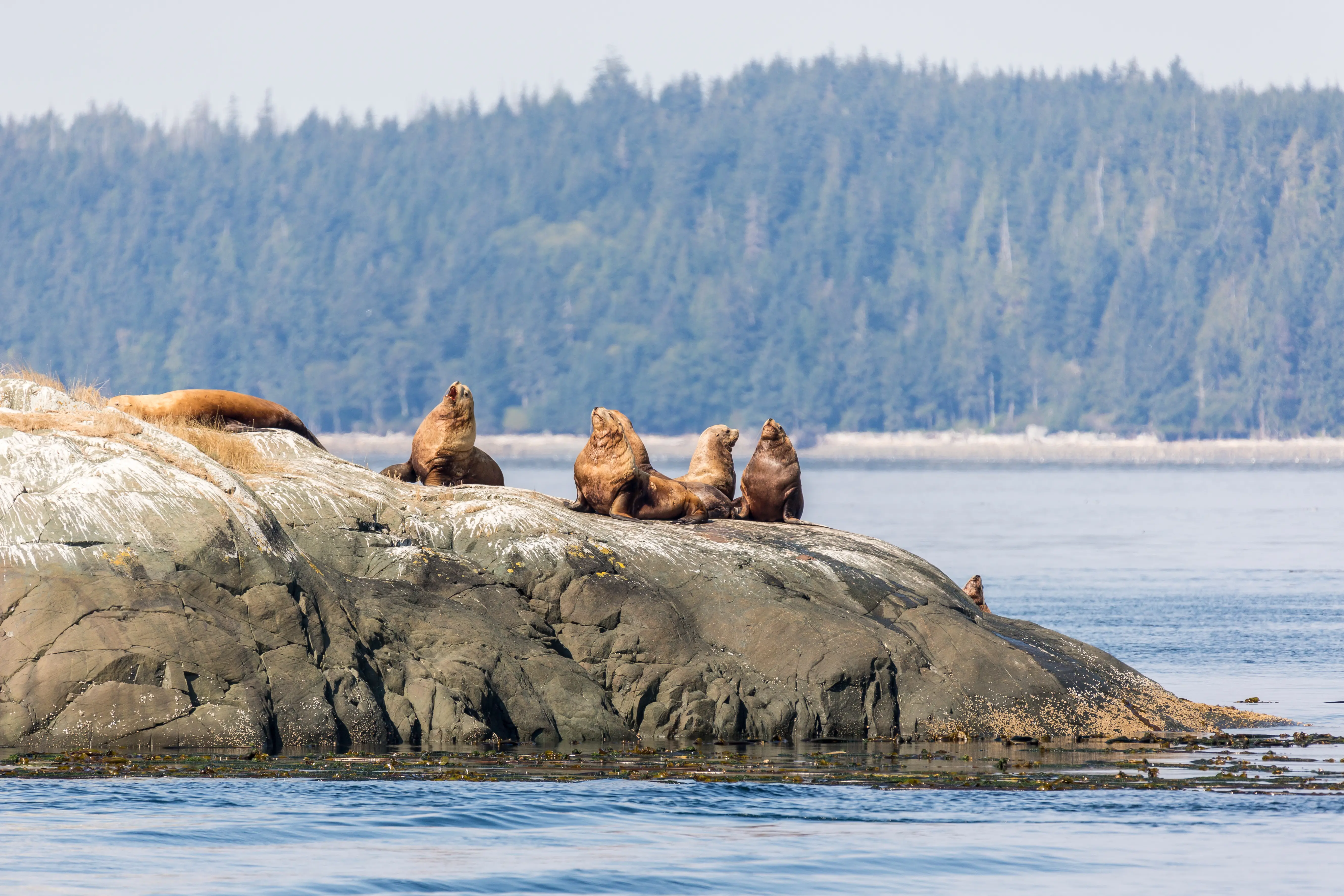 Canada Vancouver Island sæler