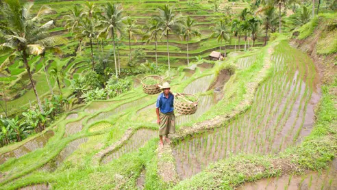 Bali Rismark