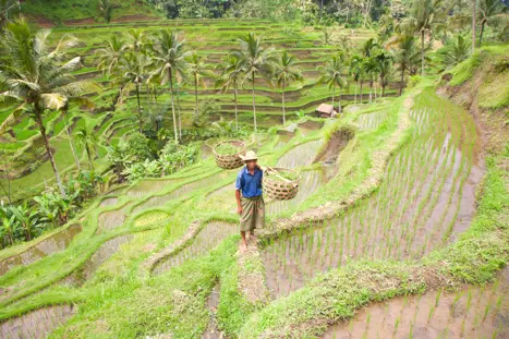 Bali Rismark