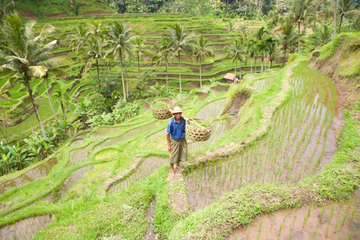 Bali Rismark