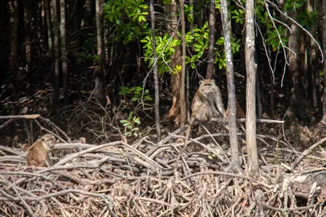 Mangrove (1)
