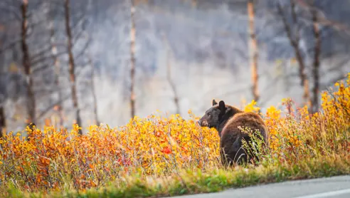 Bjørn i Alberta i Canada