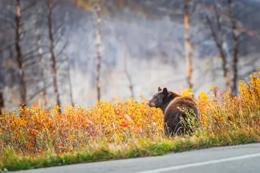 Bjørn i Alberta i Canada