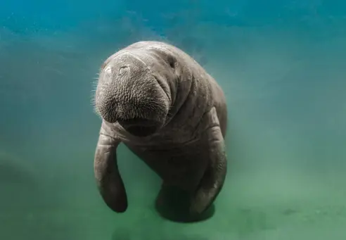 Svøm med manatees i Crystal River Florida USA