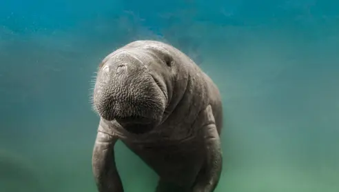 Svøm med manatees i Crystal River Florida USA