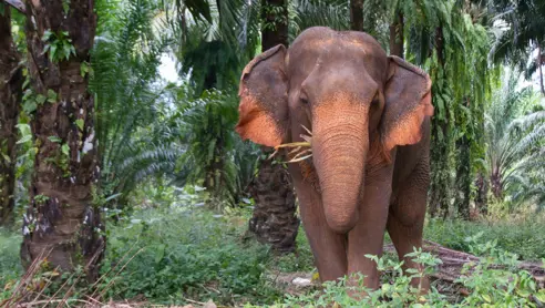 Elefant Khao sok national park thailand