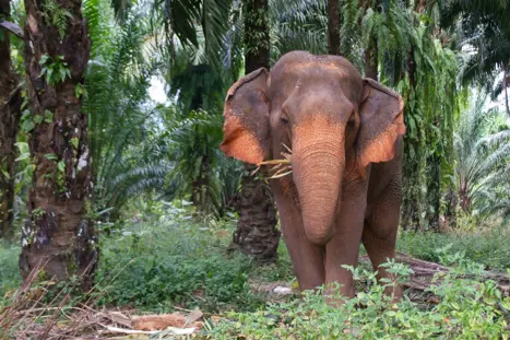 Elefant Khao sok national park thailand