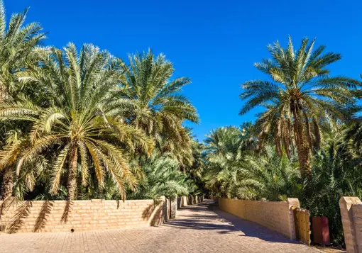 Al Ain Oasis